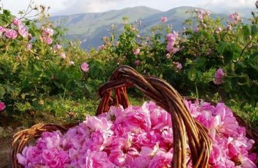 Ферма за щрауси 