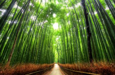 ЯПОНИЯ И СЕУЛ 12.04.2026