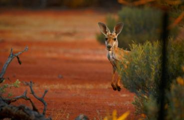 СИНГАПУР и АВСТРАЛИЯ 09.02.2026, 20.02.2026, 14.11.2026