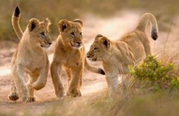 ЮАР, ЗИМБАБВЕ с водопада ВИКТОРИЯ, БОТСВАНА, НАМИБИЯ -ОФОРМЕНА ГРУПА! - 07.04.2026