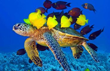 Почивка в Шарм ел Шейх, Египет със самолет от Варна - 7 нощувки